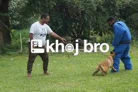   Keep Your Dog Happy and Disciplined with Stress-Free Training Method