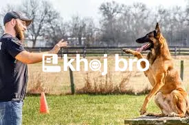   Fun Dog Training Activities That Improve Obedience and Confidence in