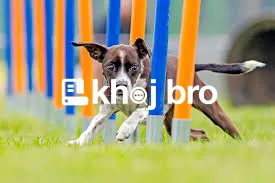   Dog Training That Works for Busy People with Limited Time and Patien