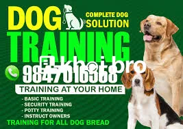   Dog Training Solutions for Families Who Want a Friendly and Calm Hou