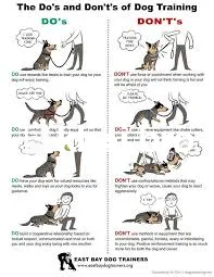   How to Train Your Dog Effectively Even if You Have Zero Prior Experi