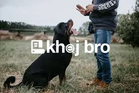   Create the Perfect Trained Dog With Patience, Practice, and the Righ