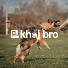   The Secret to Raising a Polite Dog With Simple Obedience Training Ro