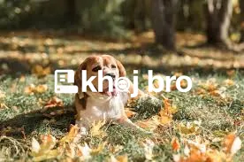   Best Dog Training Habits for Teaching Obedience Without Stressful Pu