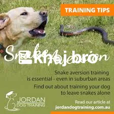   Train Puppies to Grow Obedient, Calm, and Loving With Proper Daily R