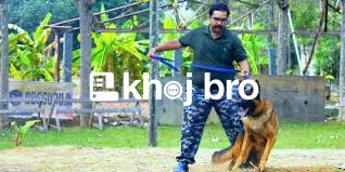   Dog Training Made Fun With Games That Improve Obedience and Intellig