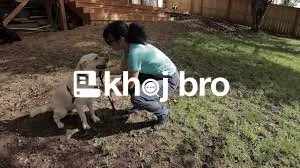   Training Techniques That Calm Overexcited Dogs Before Walks and Soci