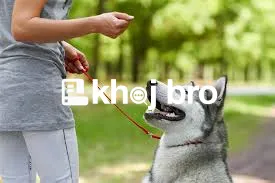   Modern Dog Training Lessons That Focus on Obedience and Emotional We