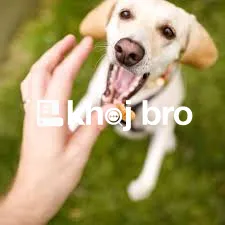   The Best Training Practices That Prevent Destructive Chewing in Pupp