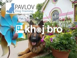   Use Smart Training Commands to Manage Aggressive or Territorial Dog 