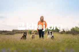   How to Eliminate Jumping Habits Through Reward and Obedience Trainin