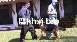   Fast Acting Puppy Training Secrets That Professionals Use for Quick 