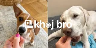  Training Tips That Teach Obedience and Keep Dogs Calm Inside Every H