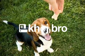   Smart Training Plans That Keep Dogs Happy While Building Respectful 