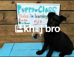   Advanced Dog Training Commands That Help in Safety, Loyalty, and Pro