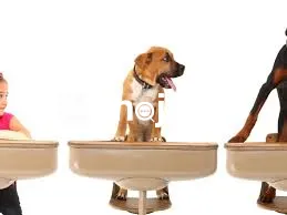   Calm Aggressive Behaviors With Structured Training That Promotes Obe