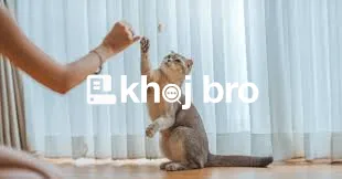   Practical Steps to Train Cats to Use Scratching Posts Effectively