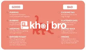   Cat Training Guide for Teaching Positive Reinforcement and Good Habi