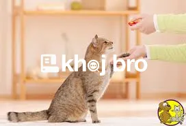   How to Train a Cat to Respond to its Name and Basic Verbal Commands