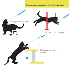   Expert Cat Training Tips for Improving Bond and Strengthening Trust