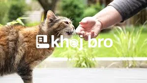   Proven Steps for Training Kittens to Follow Your Household Rules Ear