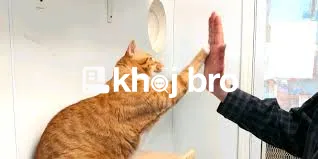   Effective Strategies for Stopping Cats From Waking Owners at Night