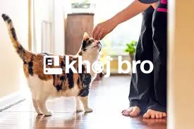   Tips for Training Indoor Cats to Avoid Window Screens and Curtains