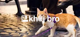   Proper Cat Training to Manage Overgrooming Habits and Stress Disorde