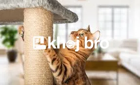   Cat Training Manual to Stop Unwanted Behavior and Build Strong Habit