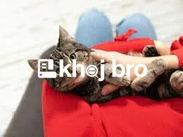  Techniques for Training Cats to Accept New Environments With Confide