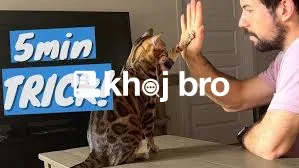   Best Cat Training for Preventing Escape Attempts Through Doors and W