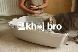   How to Train Ferry-Traveling Cats to Tolerate Cages and Long Trips E