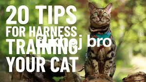   Tips for Training Cats to Not Run Outdoors and Remain Safe at Home