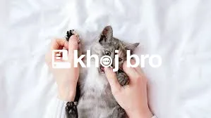   Cat Training Ideas to Prevent Scratching, Chewing, or Clawing Proble