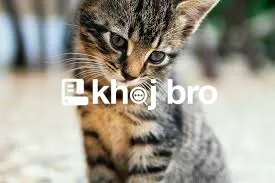   How to Train Cats to Adjust During Household Relocations Seamlessly