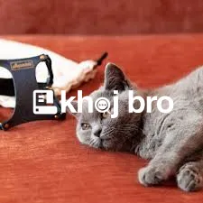   Best Training Approaches for Teaching Cats Proper Boundaries at Home