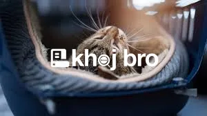   Simple Reward-Based Training That Makes Cat Learning Fun and Effecti