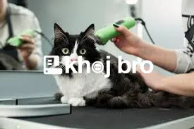   Gentle and Experienced Groomers Offering Stress-Free Cat Care