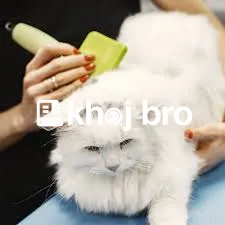   Specialized Grooming Packages for Different Cat Coat Types and Breed