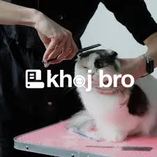   Keep Cats Looking Cute and Confident with Our Grooming Packages