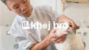  Grooming That Keeps Cats Refreshed While Reducing Fur Allergies