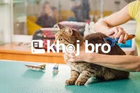   Keep Cats Looking Happy and Healthy with Our Gentle Grooming Touch