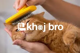   Expert Groomers Offering Customized Grooming for Cats of All Ages