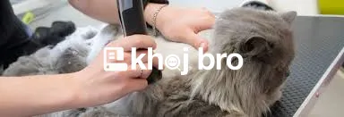   Affordable Packages with Full Grooming for Shiny and Healthy Cats