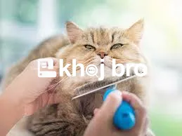   Grooming Solutions That Include Bath, Ear Cleaning, and Fur Styling