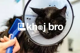   Complete Cat Grooming Packages Designed for Comfort, Style, and Hygi