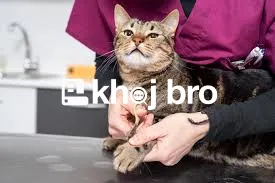   Precision Cat Grooming to Maintain Healthy Fur, Nails, and Skin Care