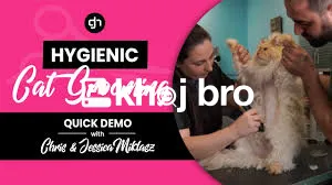   Complete Grooming Services to Pamper Cats While Boosting Their Healt