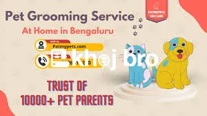   Cat Grooming Solutions Made Affordable, Convenient, and Stress-Free