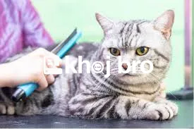   Specialized Cat Grooming Plans That Keep Pets Looking Cute and Fresh